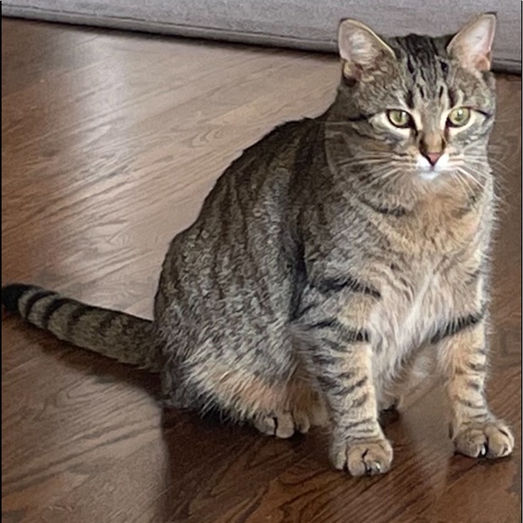 Meet your Posher, Darla - Picture 7 of 8